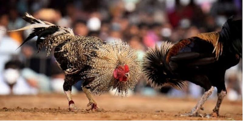 Ảnh minh hoạ: Nắm rõ các loại cược để có các quyết định đúng đắn, chính xác Ảnh minh hoạ: Nắm rõ các loại cược để có các quyết định đúng đắn, chính xác