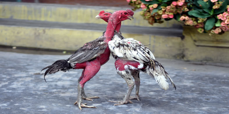 Ảnh minh họa: Bí kíp chọn gà thông qua việc đánh giá dáng đứng Ảnh minh họa: Bí kíp chọn gà thông qua việc đánh giá dáng đứng