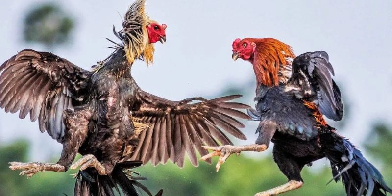 Hướng Dẫn Chơi Đá Gà Trực Tiếp Tại 88Go
