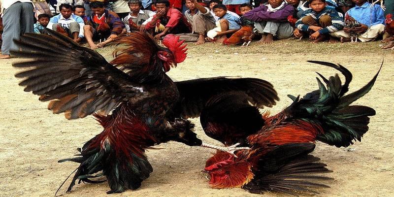 Ảnh minh họa: Lưu ý khi xem lịch thi đấu đá gà Ảnh minh họa: Lưu ý khi xem lịch thi đấu đá gà