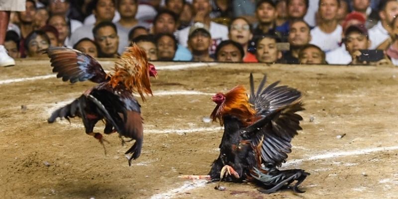 Ảnh minh họa: Nhiều giải đấu liên tục được cập nhật Ảnh minh họa: Nhiều giải đấu liên tục được cập nhật